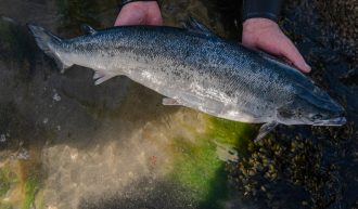 Is there a difference between Wild Salmon and Organic Salmon?