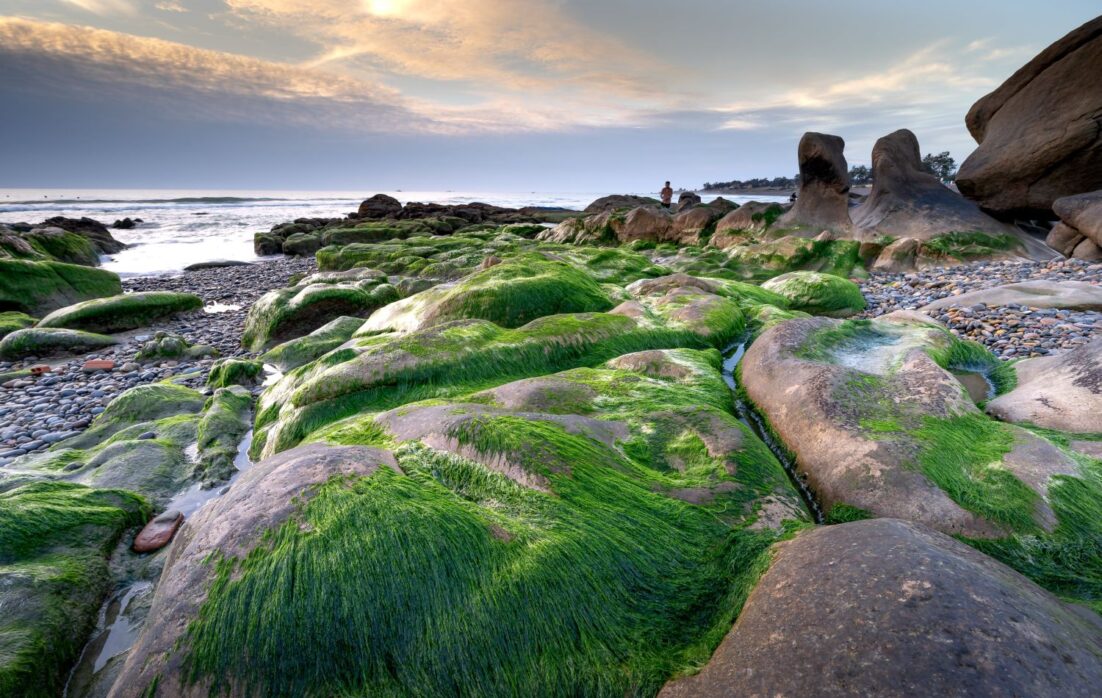 Burren Smokehouse benefits of seaweed 