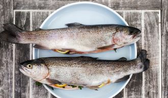 Difference between Rainbow and Sea Trout