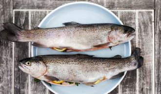 Différence entre la truite arc-en-ciel et la truite de mer