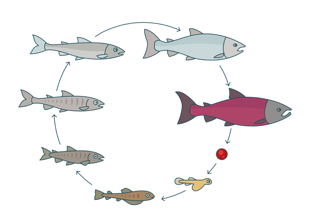 The Life Cycle of Wild Salmon - Burren Smokehouse