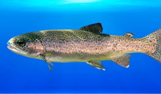 Le cycle de vie du saumon sauvage