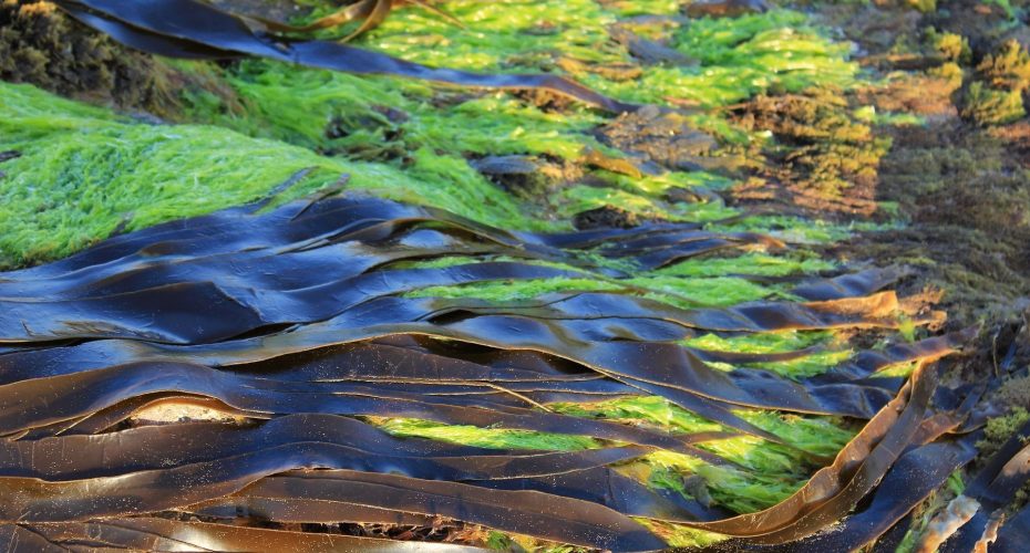 Burren Smokehouse health benefits of seaweed