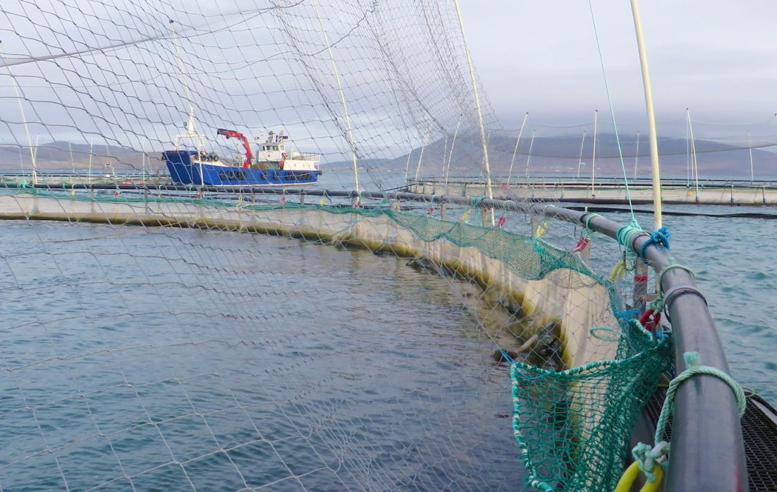 Burren Smokehouse organic salmon farm