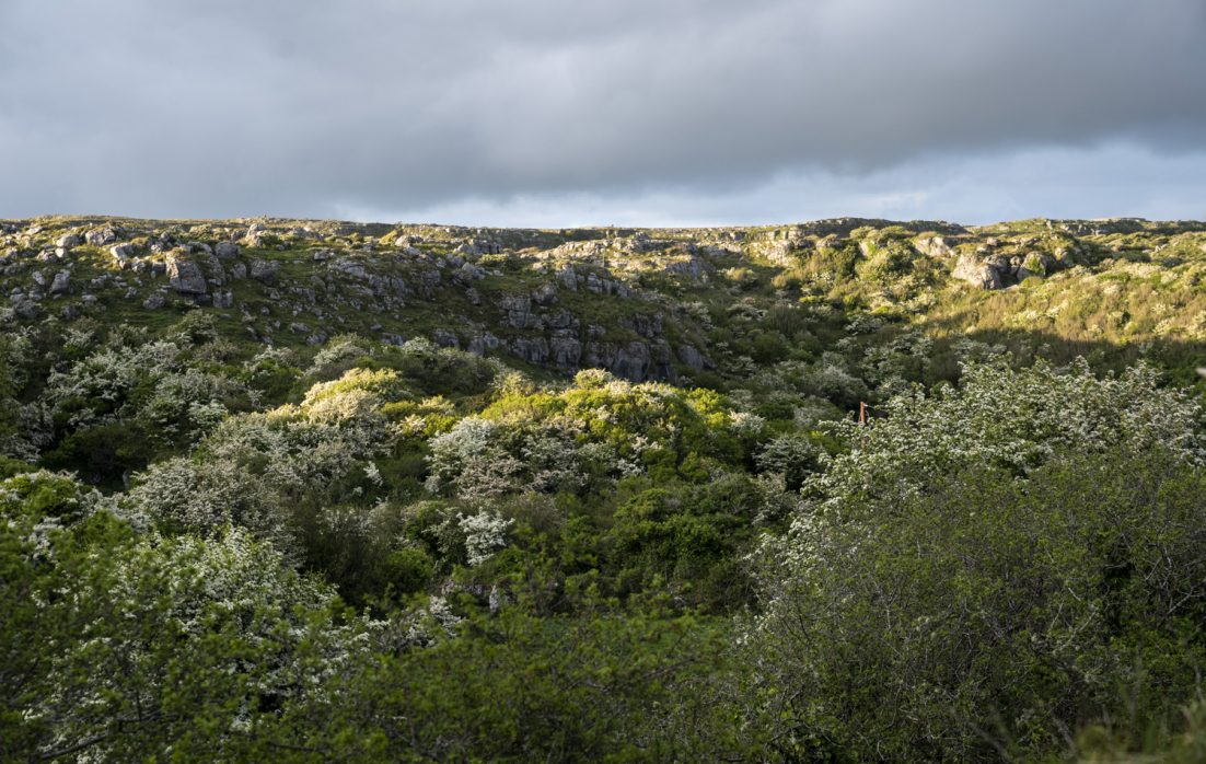 Environmental Policy Statement Burren Smokehouse