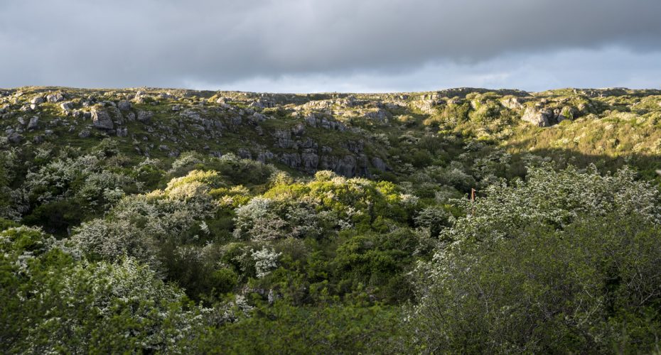 Déclaration de politique environnementale Burren Smokehouse